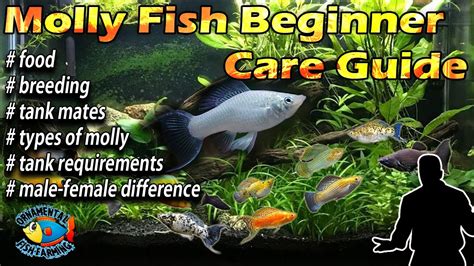 Molly Fish – Beginner Care Guide – breeding & feeding – HousePetsCare.com