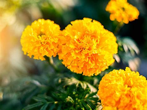 How To Care and Grow Marigold Flower