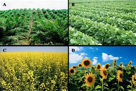 Pictures of oil crops: A: Oil palm, B: Soybean, C: Rape, D: Sunflower ...