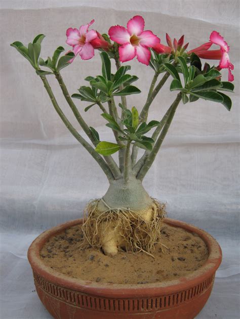 Buy ADENIUM BONSAI iii Online @ ₹395 from ShopClues