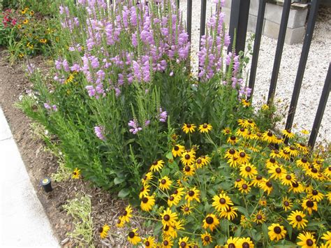 The OtHeR HoUsToN: BUNGALOW & COTTAGE GARDEN FLOWERS FOR HOUSTON & THE GULF COAST