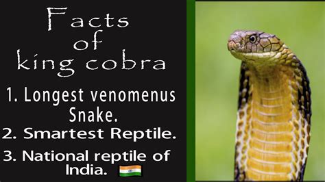 King Cobra Facts - YouTube