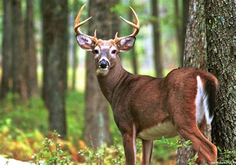 New research sheds light on lunar phase impact on white-tailed deer ...