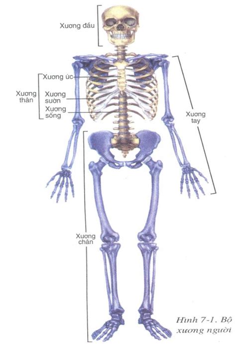 Lý thuyết về bộ xương người chuẩn nhất