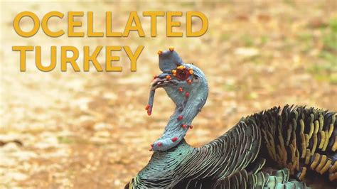 Ocellated Turkey - YouTube