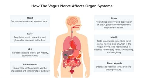 11 Symptoms Of Vagus Nerve Dysfunction