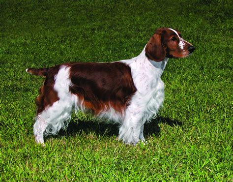 Welsh Springer Spaniel - Dog Breed history and some interesting facts