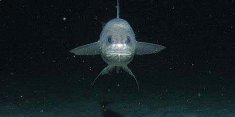 Researchers Take On Kermadec Trench Dive To Find Unknown Deep-Sea Creatures