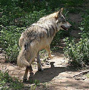 Mexican Wolf Facts for Kids