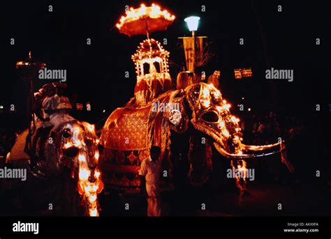 Sri Lanka Perahera Elephants Decorated with Lights in Parade at Night Stock Photo - Alamy