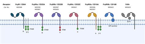 Schematic Representation Of Human Fc Receptors The Extracellular Parts | Hot Sex Picture