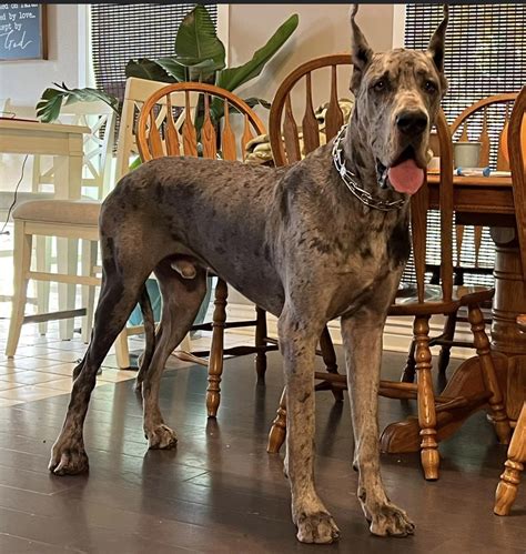 Titus: 1 year old AKC Euro Blue Merle Great Dane - Great Dane Puppies for Sale in Missouri ...