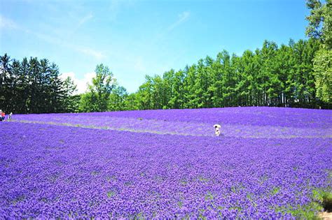 2,700+ Hokkaido Lavender Stock Photos, Pictures & Royalty-Free Images - iStock