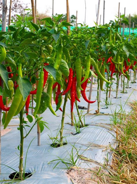 46,506 Red Chilli Plant Stock Photos - Free & Royalty-Free Stock Photos ...