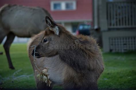 Baby Elk Calf stock photo. Image of eyes, helpless, grass - 17819608