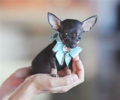 ♥♥♥ Teacup Chihuahua! ♥♥♥ Bring This Perfect Baby Home Today! Call