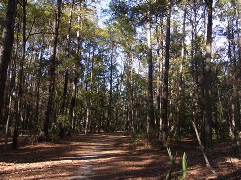 Savannah - Wormsloe Plantation - Singular Scene