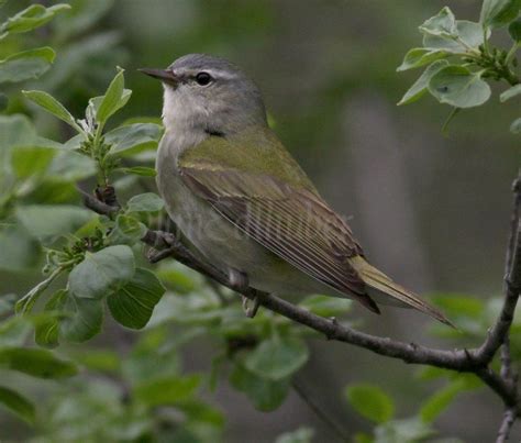 Tennessee Warbler - Window to Wildlife - Photography by Jim Edlhuber