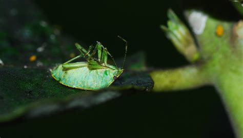 MObugs: Green Stink Bug