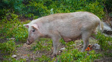 a white pig in forest HD image 6914182 Stock Photo at Vecteezy