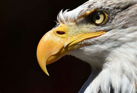 Man who admitted killing bald eagle gets 30 days for feather - Boston News, Weather, Sports ...