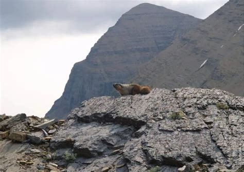 Marmot Behavior - AnimalBehaviorCorner