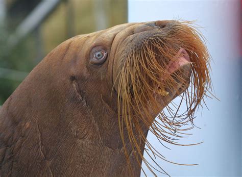 U.S. takes measures to protect walrus gathered on northwest Alaska ...