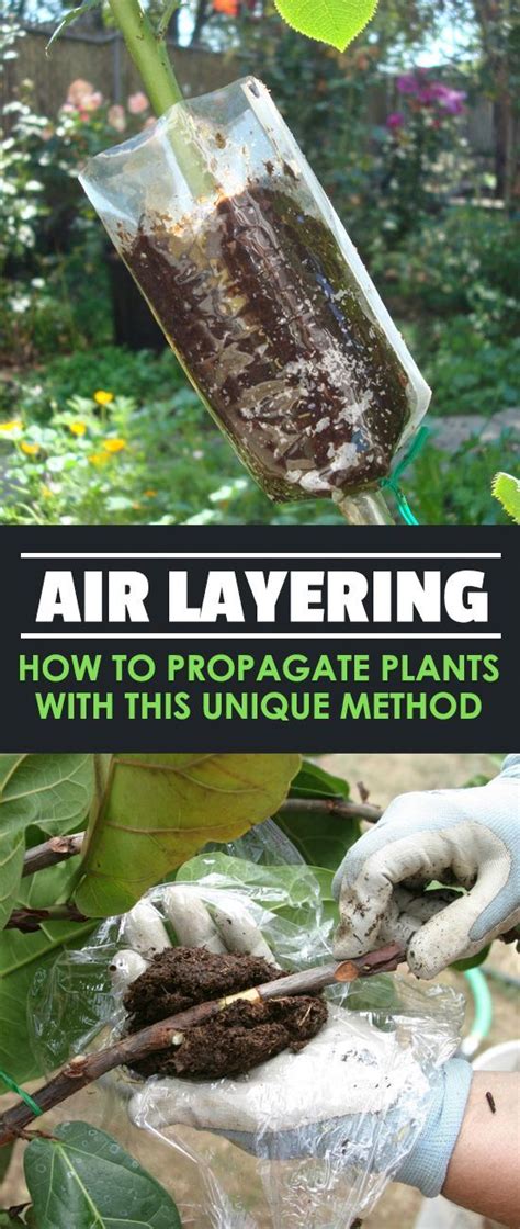 Air Layering: Propagating Difficult-Rooting Plants | Propagating plants, Air layering, Grafting ...