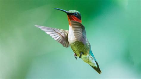 Hummingbird Aerodynamics: Unique, Precise and Lighter Than Air