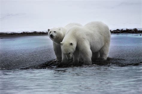 Polar Bears - East Greenland | Arctic Havn | Anita Djordjevic | Flickr