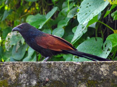 Philippine Coucal - eBird