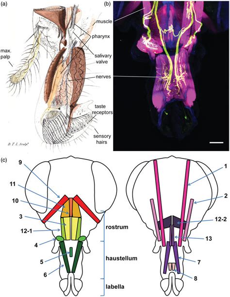 Proboscis anatomy. Dorsal toward top, ventral toward bottom. (A) 1870... | Download Scientific ...