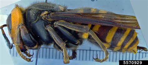 Northern Giant Hornet | Agriculture and Markets