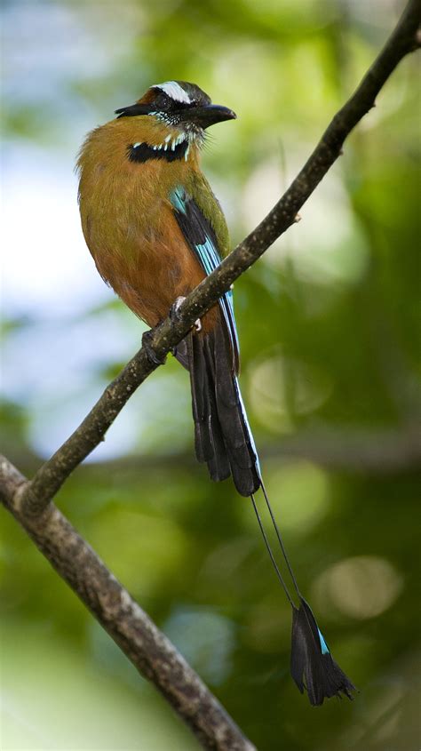 Turquoise-browed Motmot - Owen Deutsch Photography