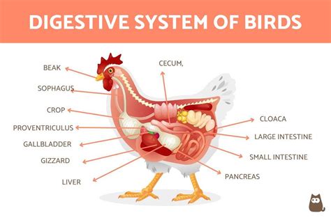 Digestive System of Birds - Parts, Functions and Main Features