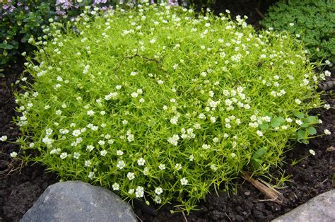 Sagina 'Golden Irish Moss' - Hello Hello Plants