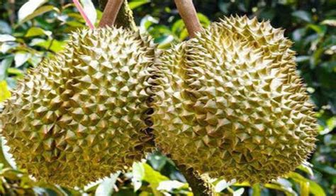 Durian Fruit Plant Description - Mr. Farmer