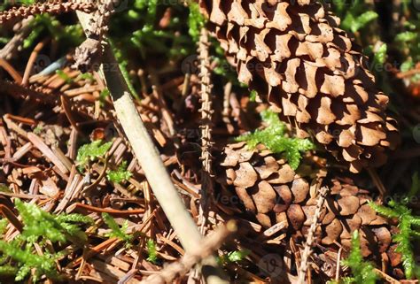 Forest soil texture background. The ground in a forest with pine cones, moss, grass, pine ...