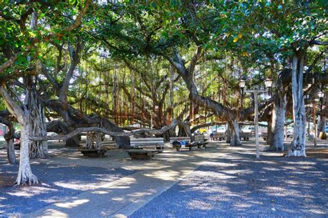 Lahaina’s gigantic banyan tree was my first love - GardenRant