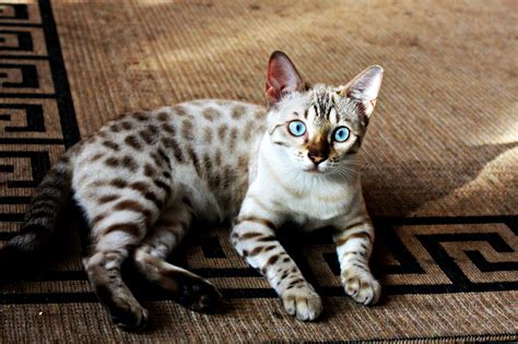 Snow Bengal Cats Hypoallergenic / blue eyed snow Bengal kitten | Bengal kitten, Bengal cat ...