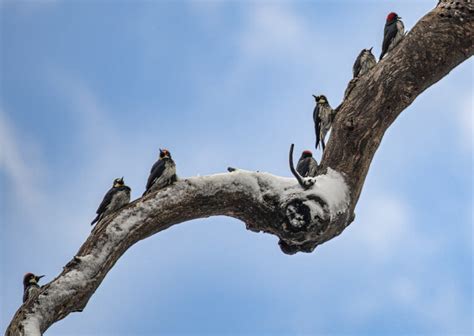 10 Unique Facts About Acorn Woodpeckers