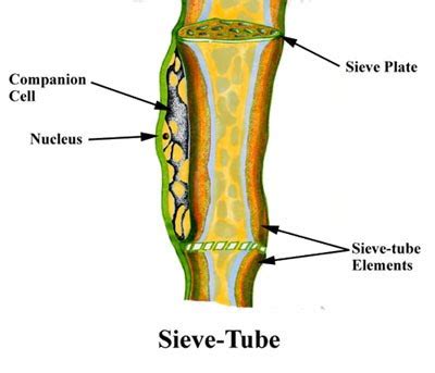 Suzanne's Palace: Phloem