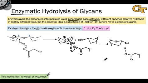 17.09 Enzymatic Hydrolysis of Glycans - YouTube