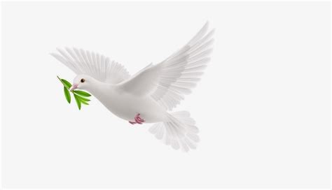 Dove With Olive Branch – Meaning and Symbolism - Dream Astro Meanings