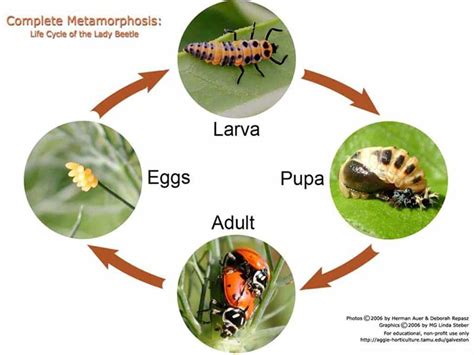 Metamorphosis