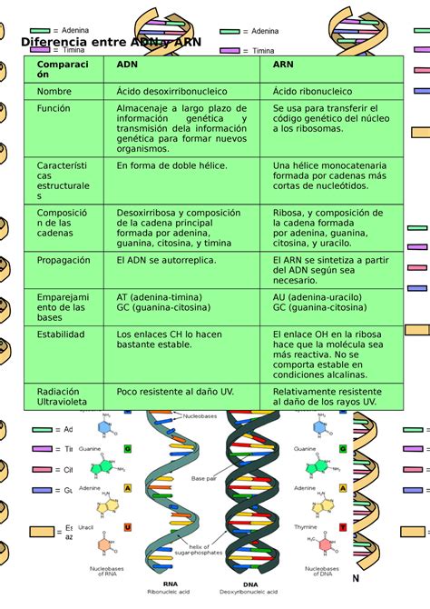 Diferencias Entre Adn Y Arn | Images and Photos finder