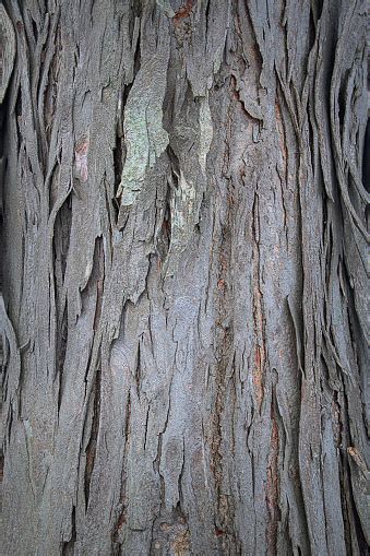 Shagbark Hickory Tree Bark Stock Photo - Download Image Now - iStock