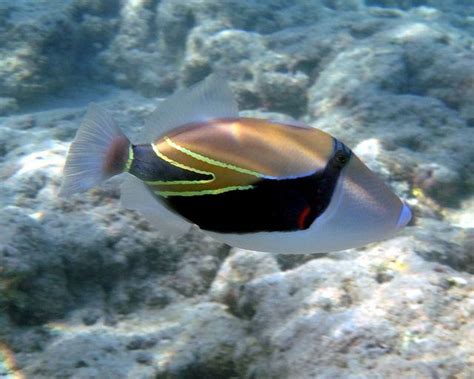 Reef Triggerfish | Hawaii vacation oahu, Hawaii vacation, Fish pet