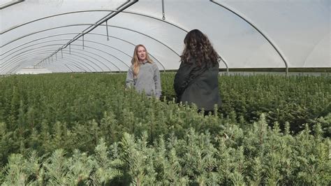 Weyerhaeuser’s Turner Nursery produces 2.4 million tree seedlings | kgw.com