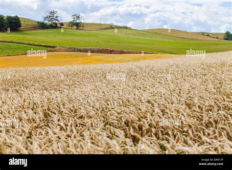 A view of the Skåne landscape and its wheat fields Stock Photo - Alamy